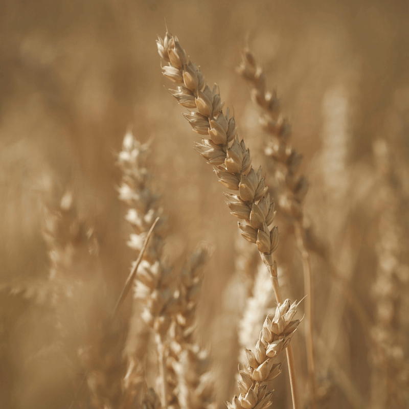 Genius pšenica agronom