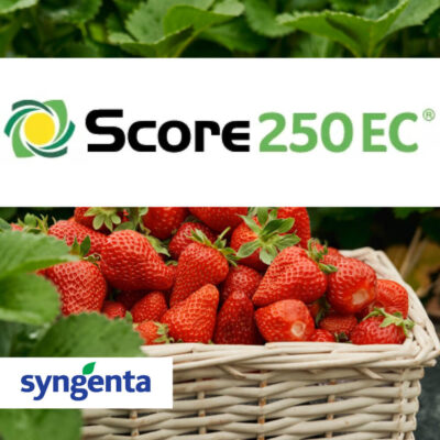 Score 250 EC fungicid