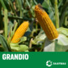 Kukuruz sjemenski Grandio