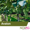 Fungicid Avalon