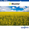 Uljana repica sjemenska Bluestar