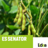 Soja sjemenska ES Senator