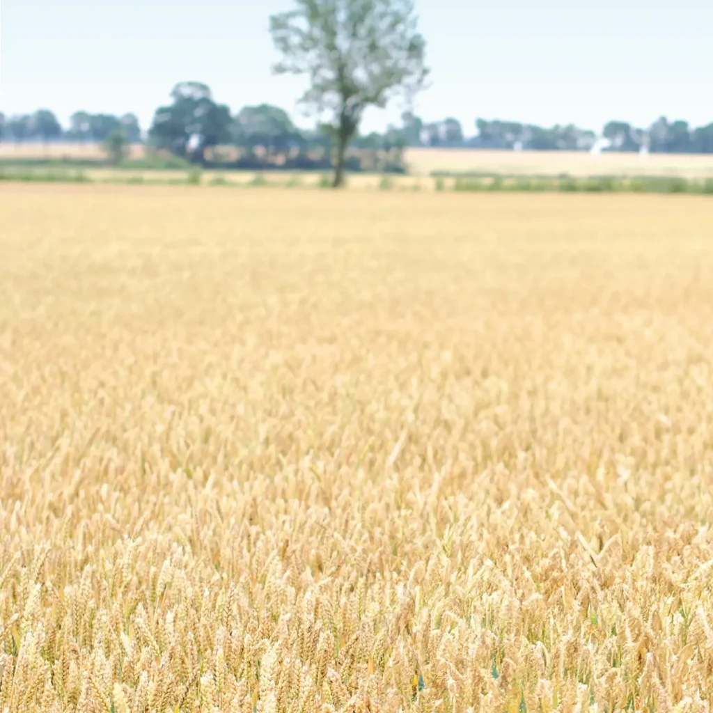 BALITUS pšenica agronom