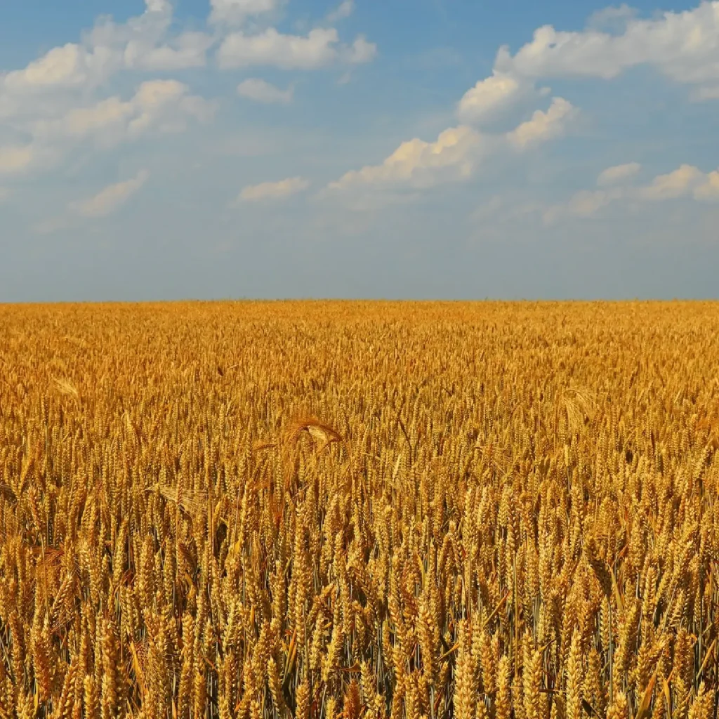 CHEVIGNON pšenica agronom