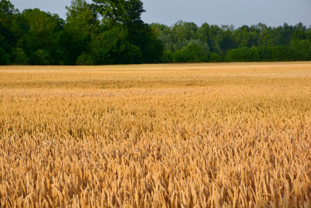 Lentia ječam agronom