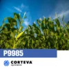 Kukuruz P9985
