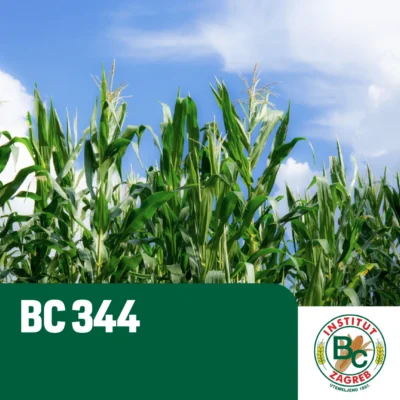 Kukuruz sjemenski BC 344