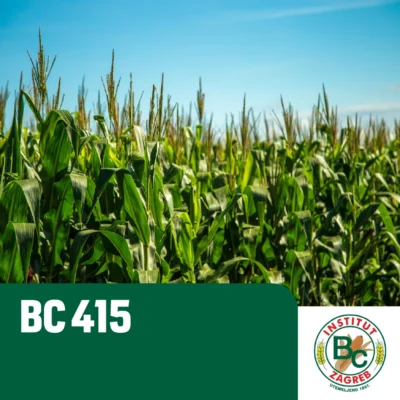 Kukuruz sjemenski BC 415
