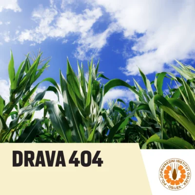 Kukuruz Drava 404