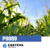 Kukuruz sjemenski P9889
