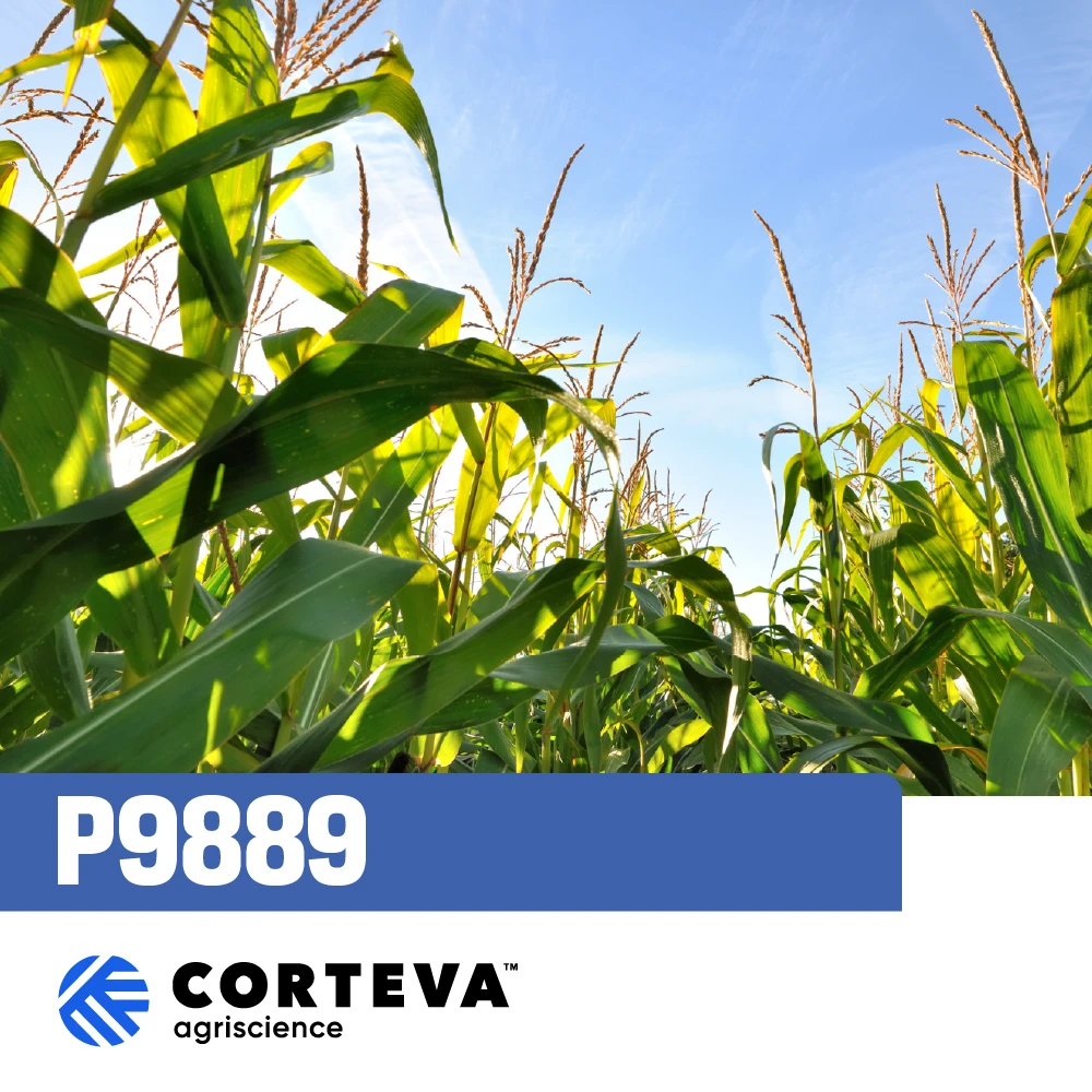 Kukuruz sjemenski P9889