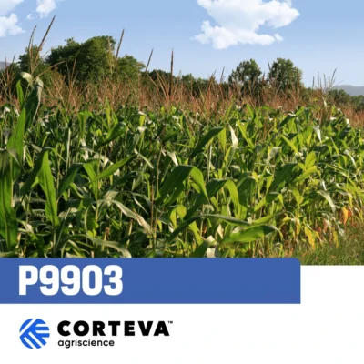 Kukuruz sjemenski P9903