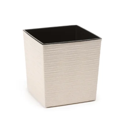 Cvjetnjak Juka bijeli