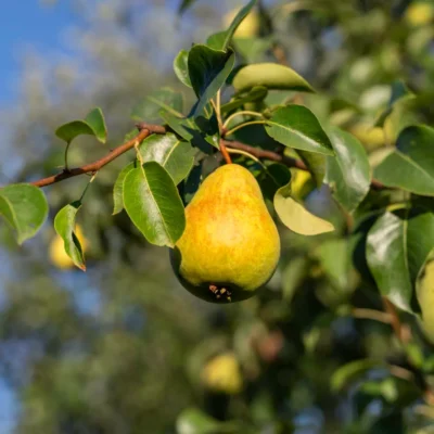 Kruška Klapov ljubimac
