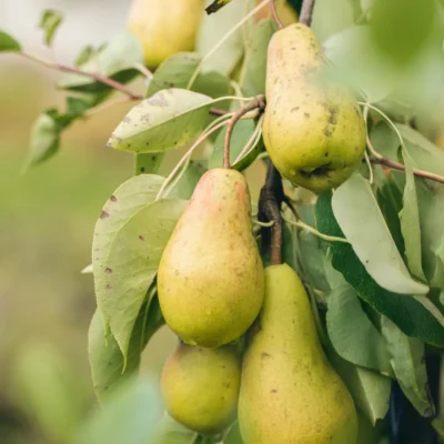 Kruška Lipanjska ljepotica