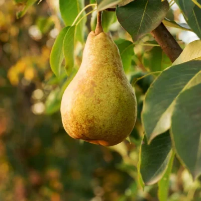 Kruška Viljamovka žuta