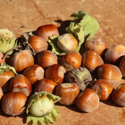 Lijeska Rimski okrugli