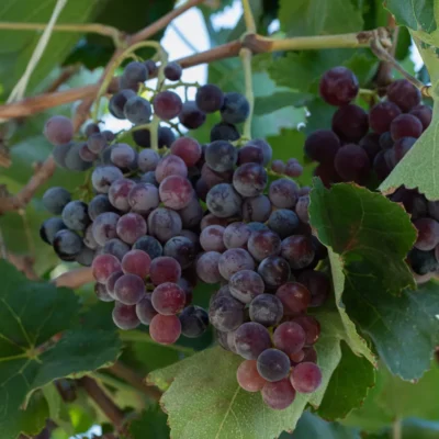 Lozni cijep Cardinal