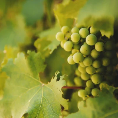 Lozni cijep Kraljica vinograda