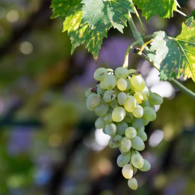 Lozni cijep Plemenka bijela