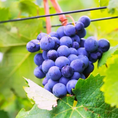 Lozni cijep Plemenka crvena