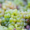 Lozni cijep Sauvignon