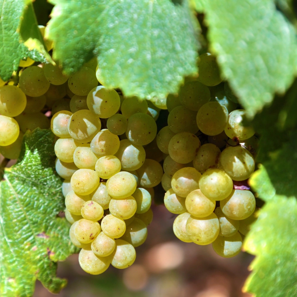 Lozni cijep Sultanina