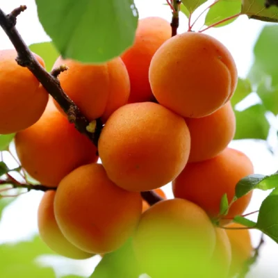 Marelica Early Stark Orange