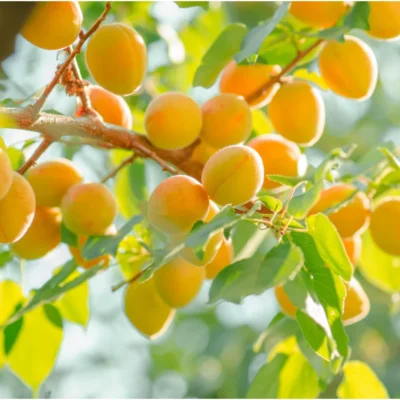 Marelica Mađarska najbolja