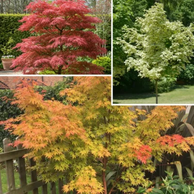 Acer Palmatum