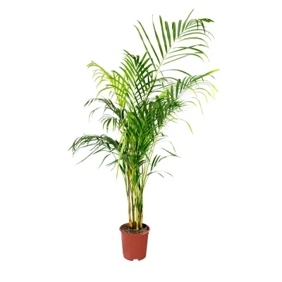Dypsis lutescens areca