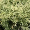 Chamaecyparis Lawsoniana Pearly Swirls