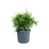 Chamaecyparis Lawsoniana Pearly Swirls