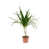Dracaena Marginata fi 11