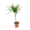 Dracaena Marginata fi 17 1 grana