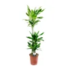 Dracaena Marginata fi 17 3 grane