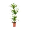Dracaena Marginata fi 24 3 grane
