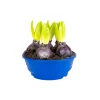 Hyacinthus 5 kom