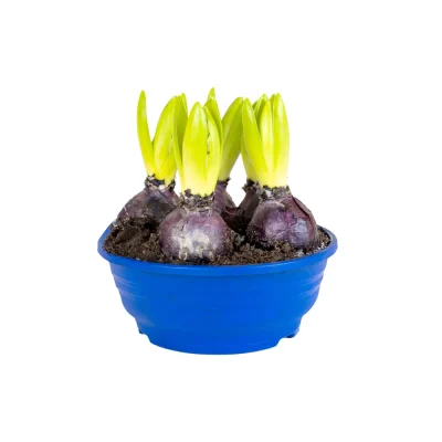 Hyacinthus 5 kom