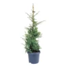 Juniperus comm Suecica