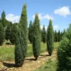Juniperus comm Suecica