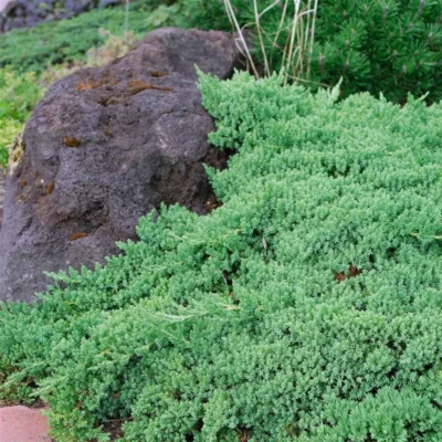 Juniperus procumb Nana