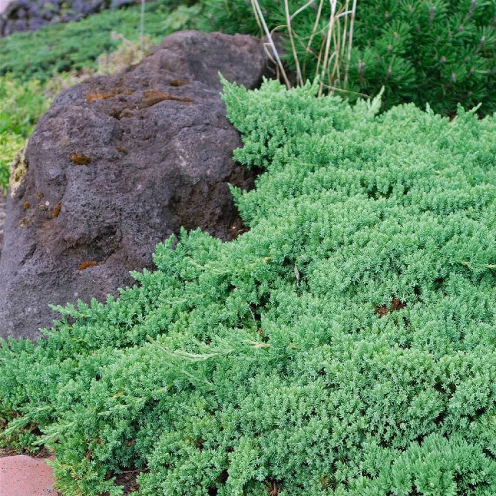 Juniperus procumb Nana