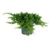 Juniperus procumb Nana
