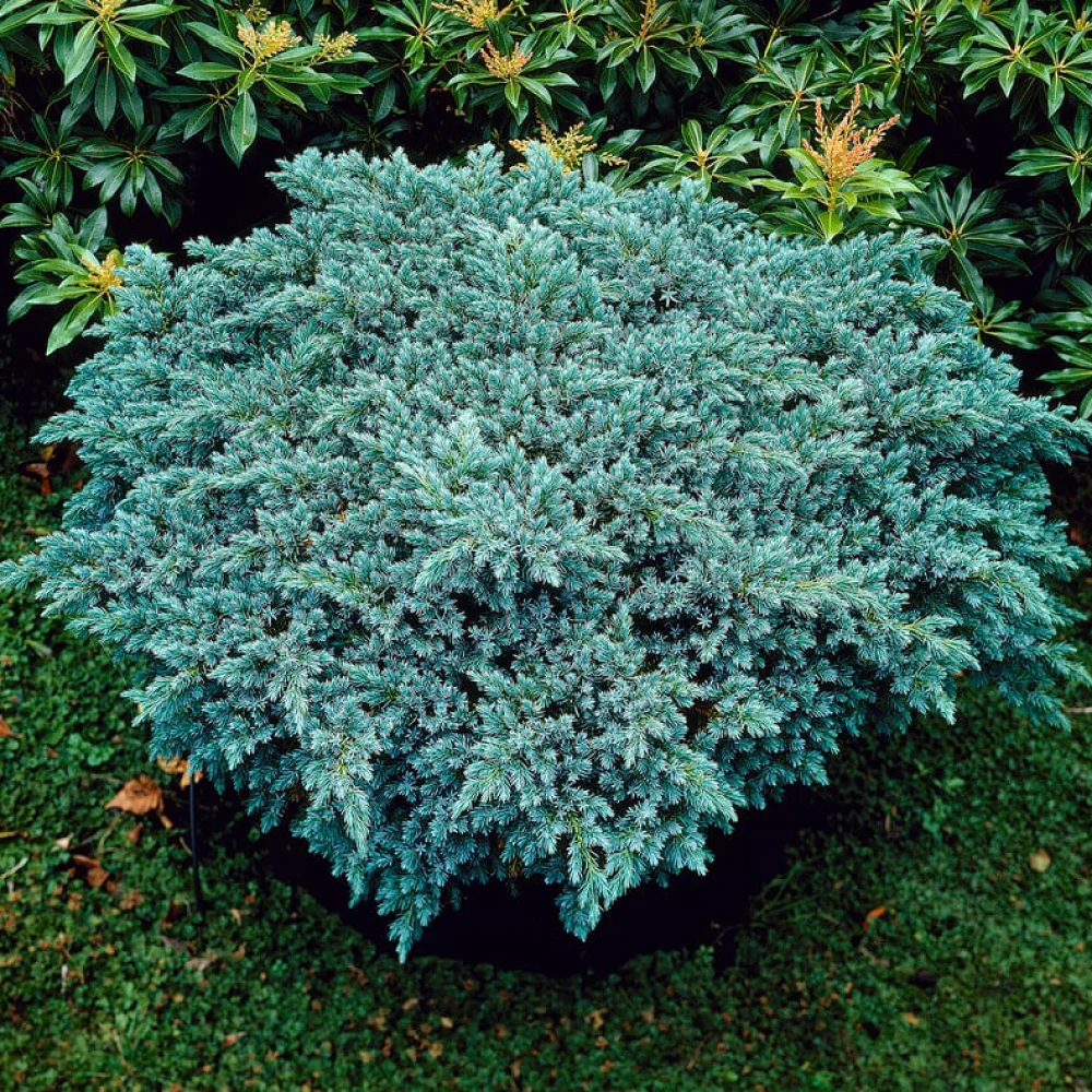 Juniperus squam Blue Star