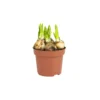 Narcis Tete a Tete