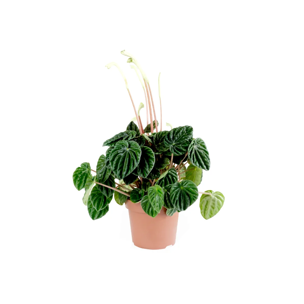 Peperomia cape Lilian