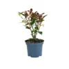 Photinia Fraseri Carrie Rouge