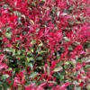 Photinia Fraseri Carrie Rouge