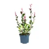 Photinia Fraseri Little Red Robin